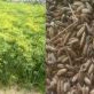 বারি মৌরি-২